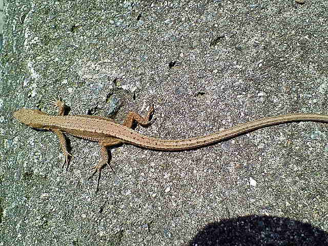 �J�i�w�r�B